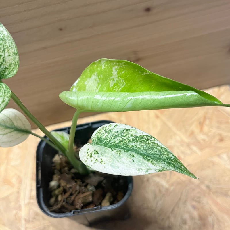 モンステラ デリシオーサ ミント | GREEN LUCK