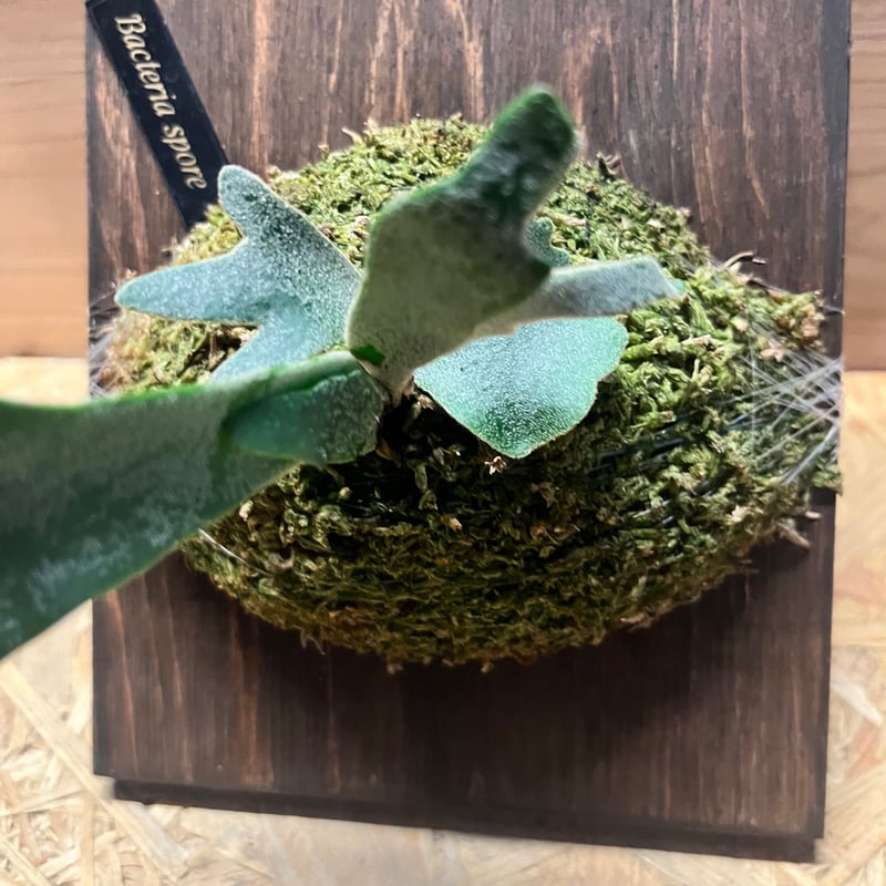 ビカクシダ バクテリア スポア | GREEN LUCK