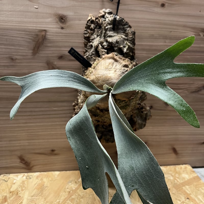 ビカクシダ E-1 白ビフ sp.White | GREEN LUCK