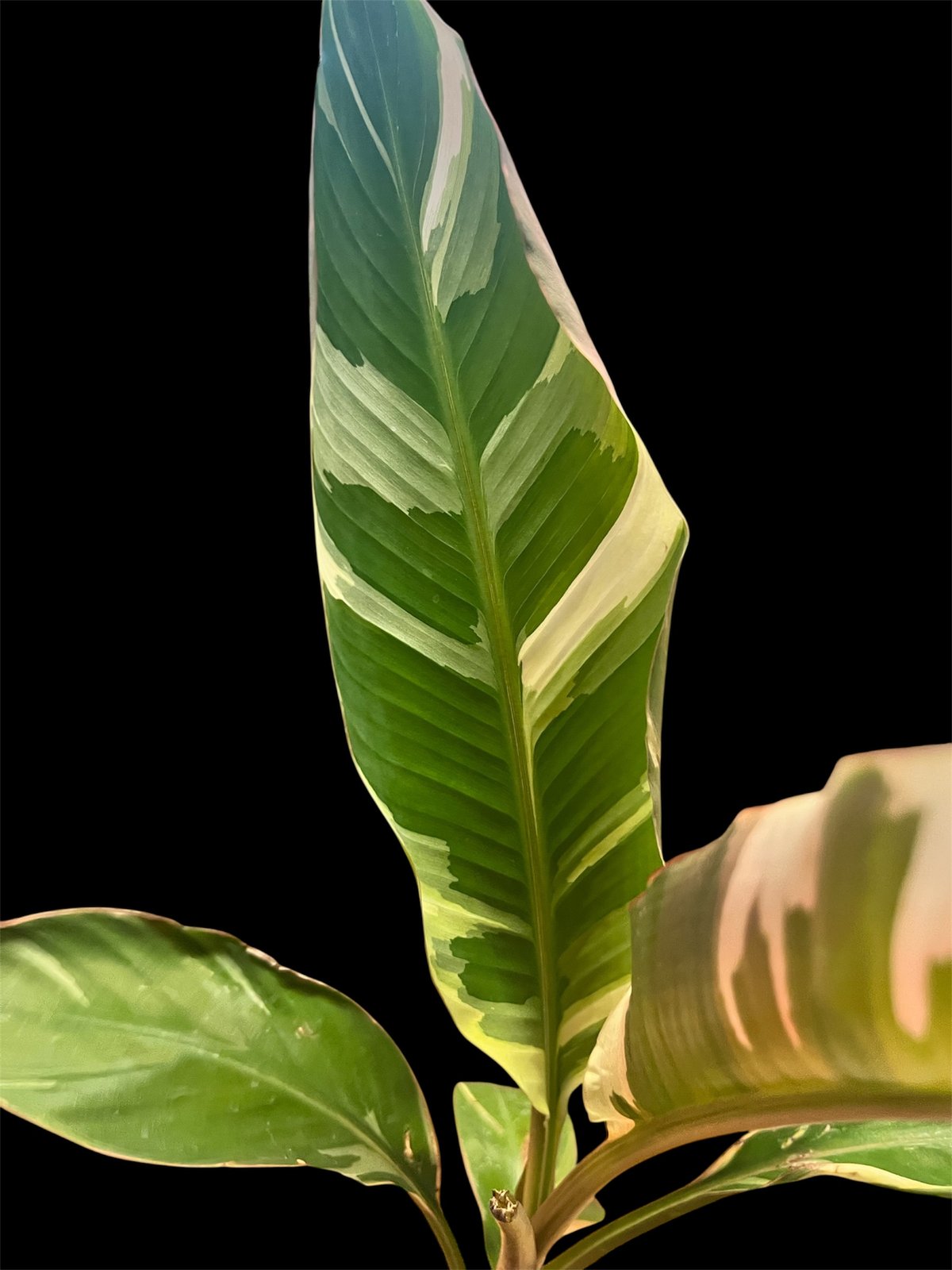 fit=scale-down,w=1200