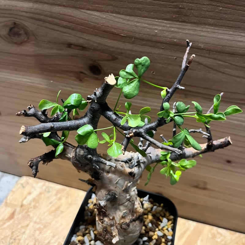 コミフォラ カタフ ソマリア ピュアカタフ | GREEN LUCK