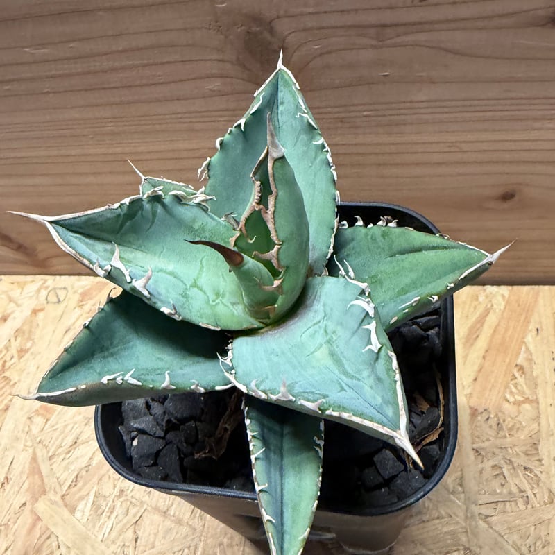 アガベ チタノタ オテロイ オアハカ実生 | GREEN LUCK