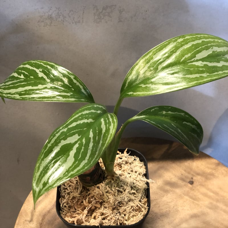 アグラオネマ ニティドゥム カーティシー | GREEN LUCK