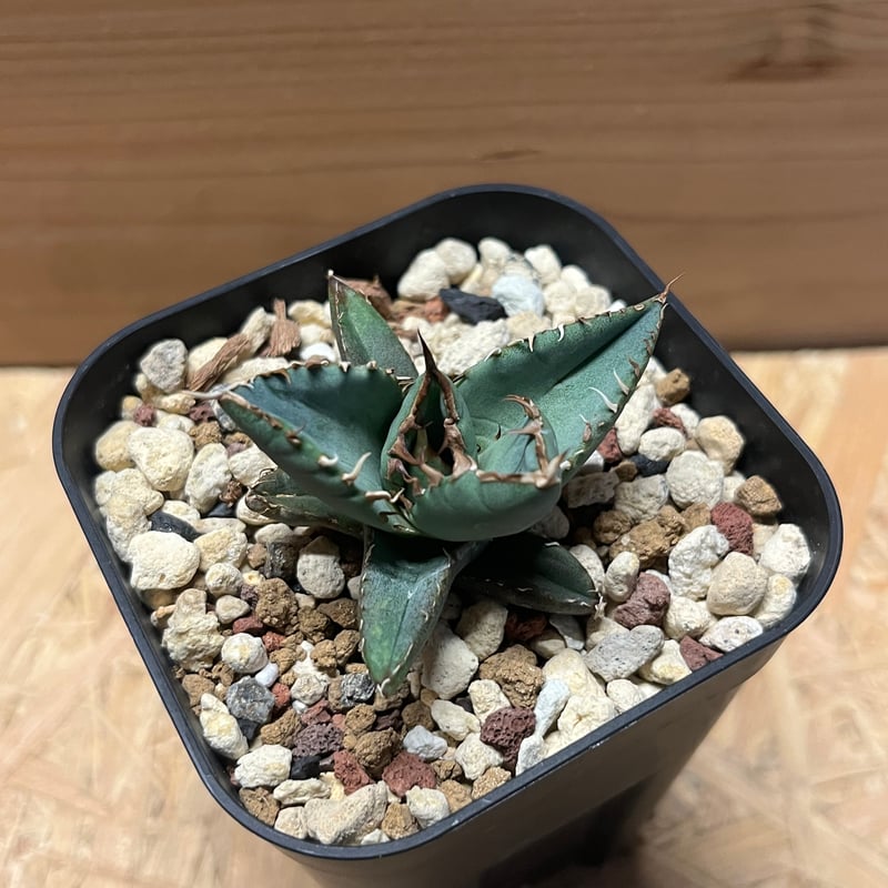 アガベ チタノタ 黒羽毛 ブラックフェザー | GREEN LUCK