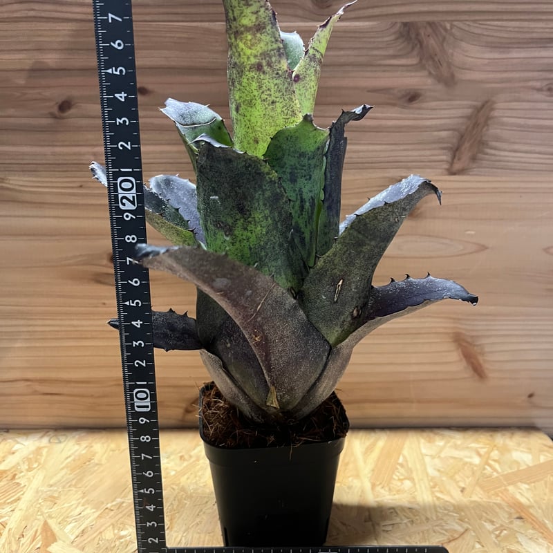 ホヘンベルギア レオポルドホルスティ ブラックフォーム | GREEN LUCK