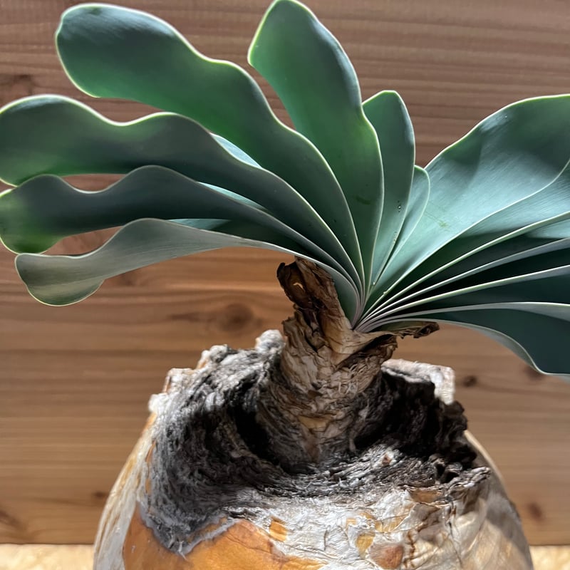 ブーファン ハエマンソイデス | GREEN LUCK