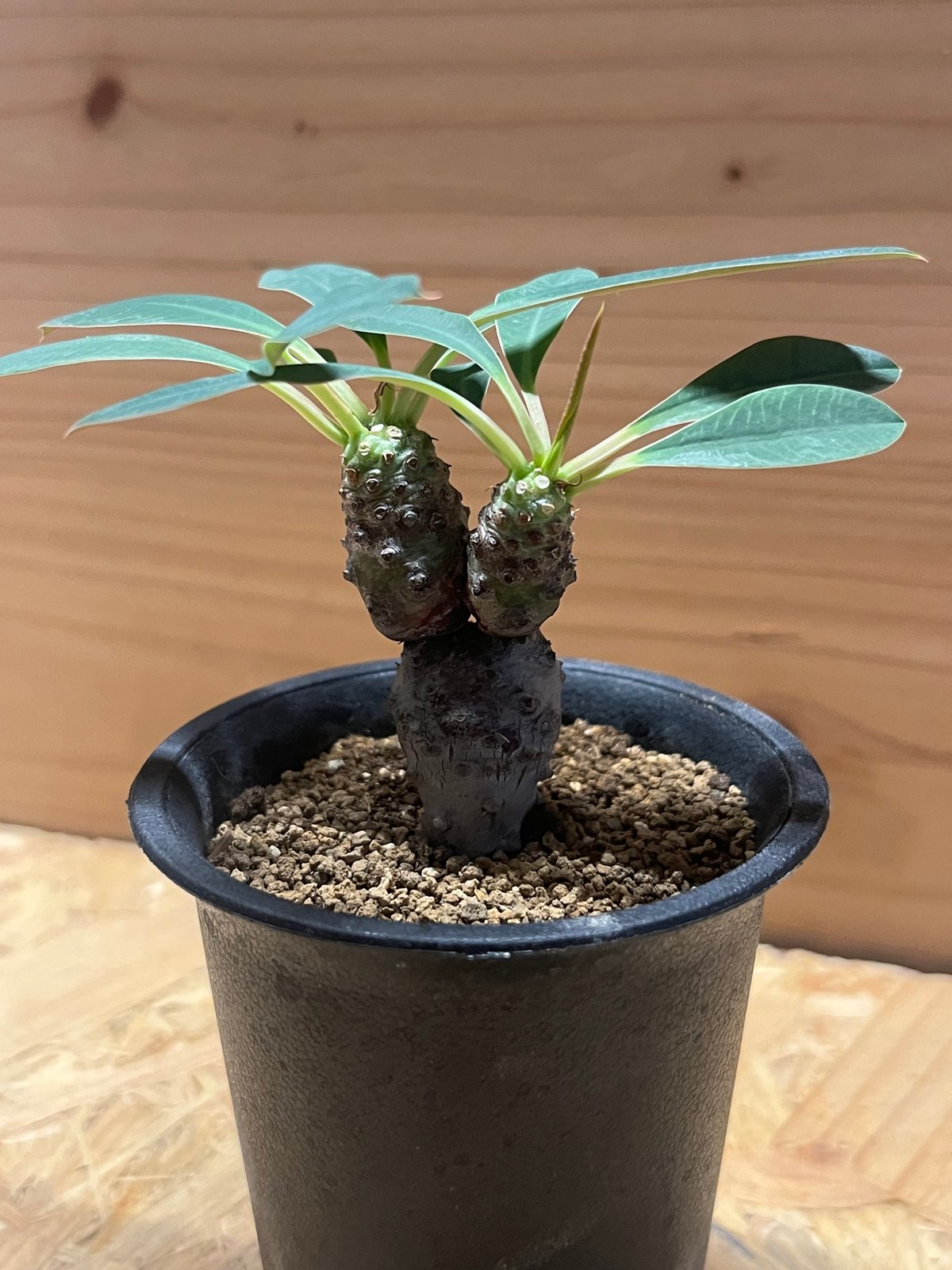 ユーフォルビア パキポディオイデス | GREEN LUCK