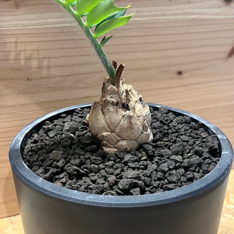 エンセファラルトス ホリダス | GREEN LUCK