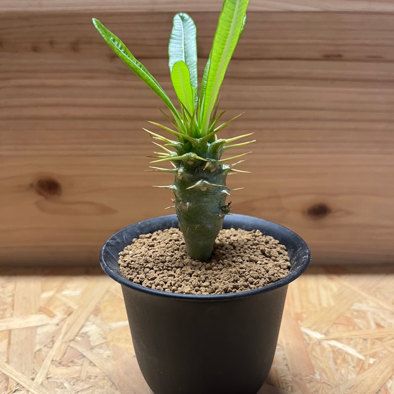 パキポディウム アンボンゲンセ | GREEN LUCK