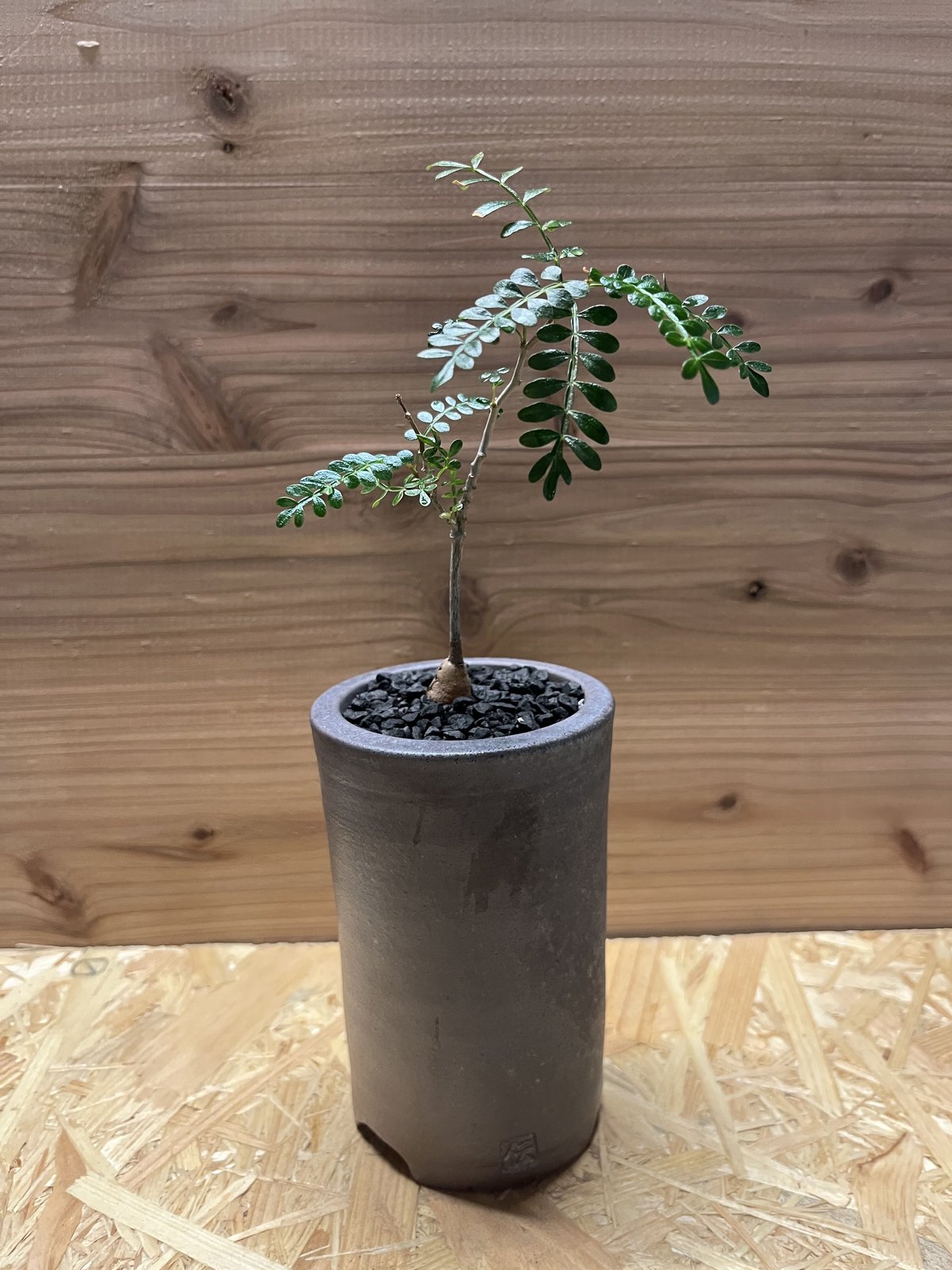 オペルクリカリア パキプス 実生×伝市鉢 | GREEN LUCK