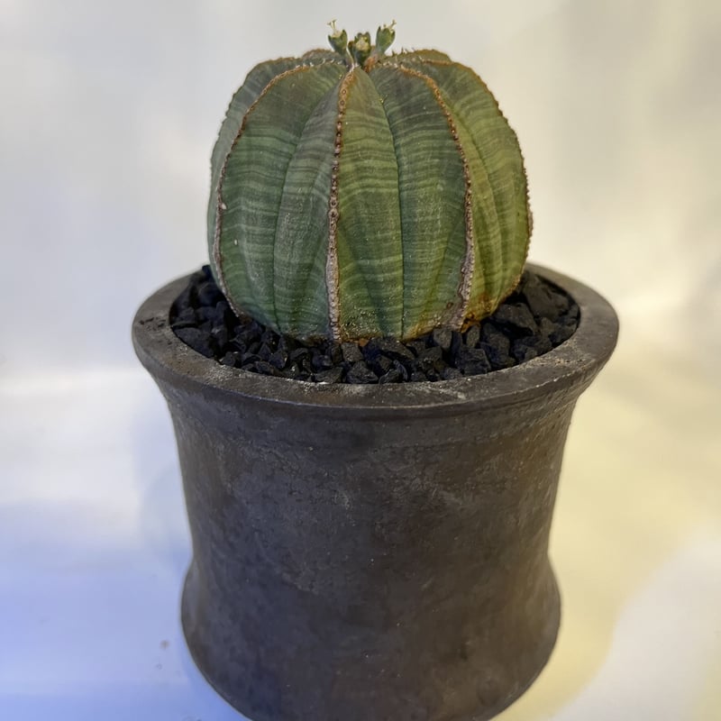 ユーフォルビア オベサ×土京鉢 | GREEN LUCK