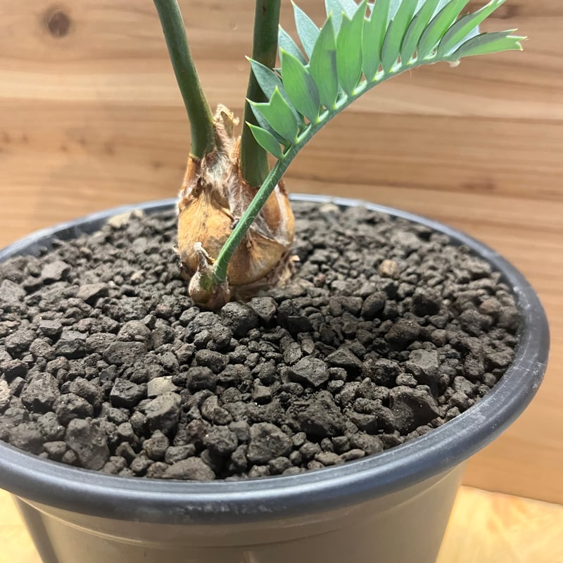 南ア産・発根済】エンセファラルトス・ホリダス 約5cm +子株2｜No4-14