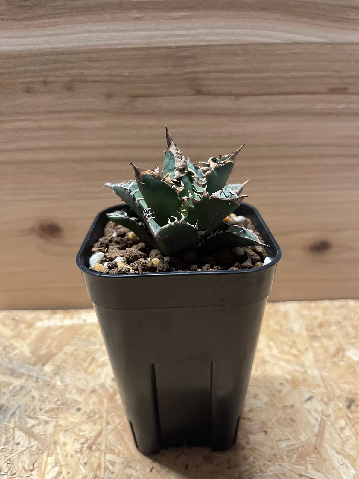 アガベ チタノタ レッドキャットウィーズル 'ゴリ猫' | GREEN LUCK