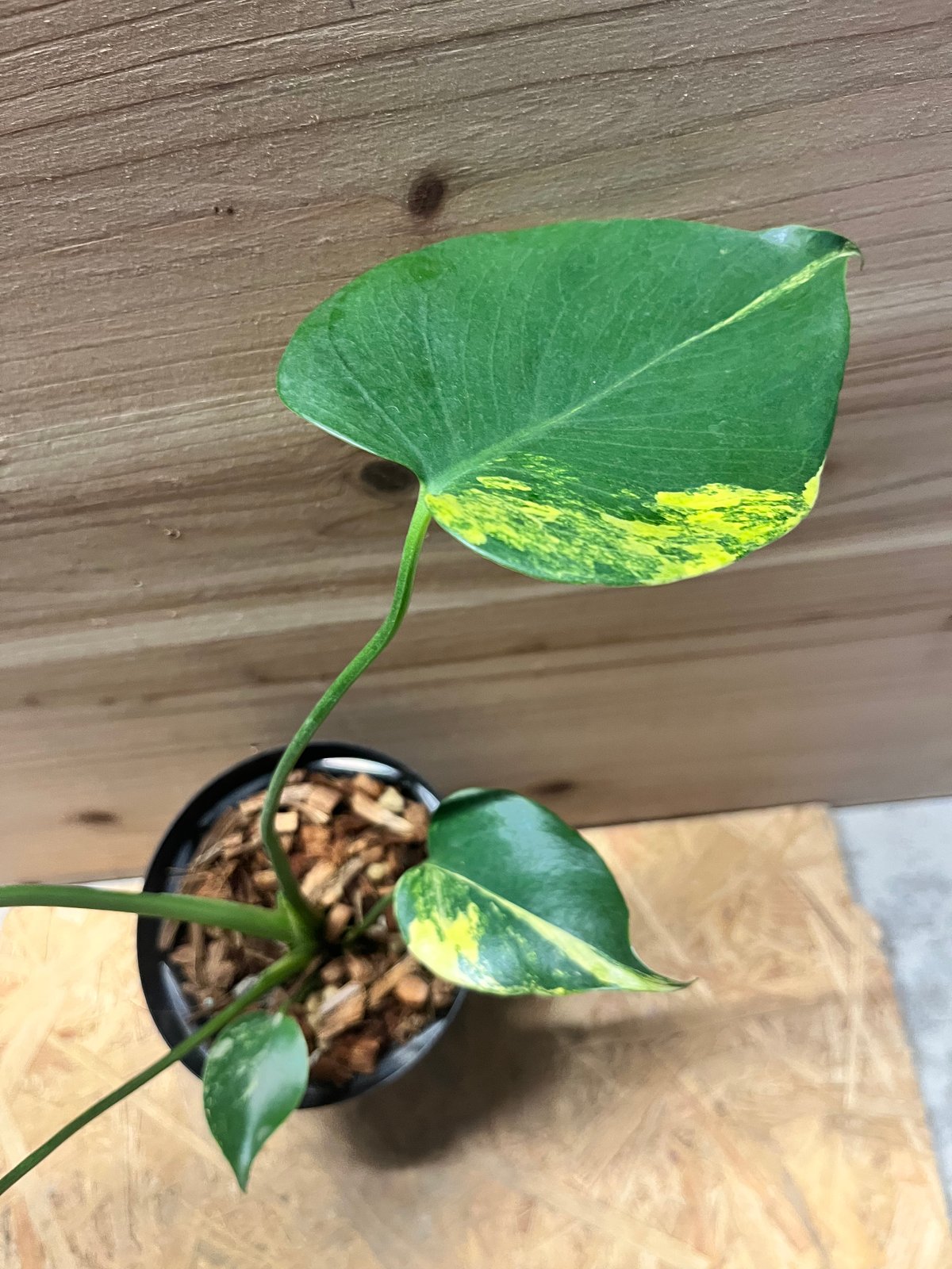 モンステラ デリシオーサ 'イエローマリリン' | GREEN LUCK