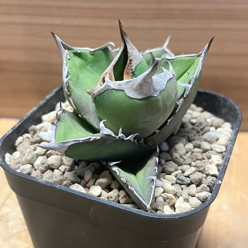 アガべ チタノタ '白犀牛' | GREEN LUCK