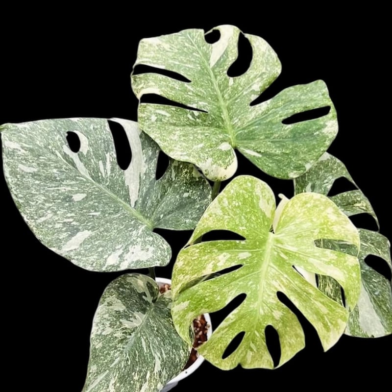 モンステラ デリシオーサ グリーンスノー | GREEN LUCK