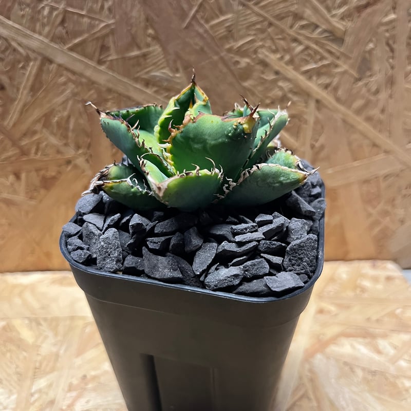 アガベ チタノタ ノーネーム スタッズ | GREEN LUCK