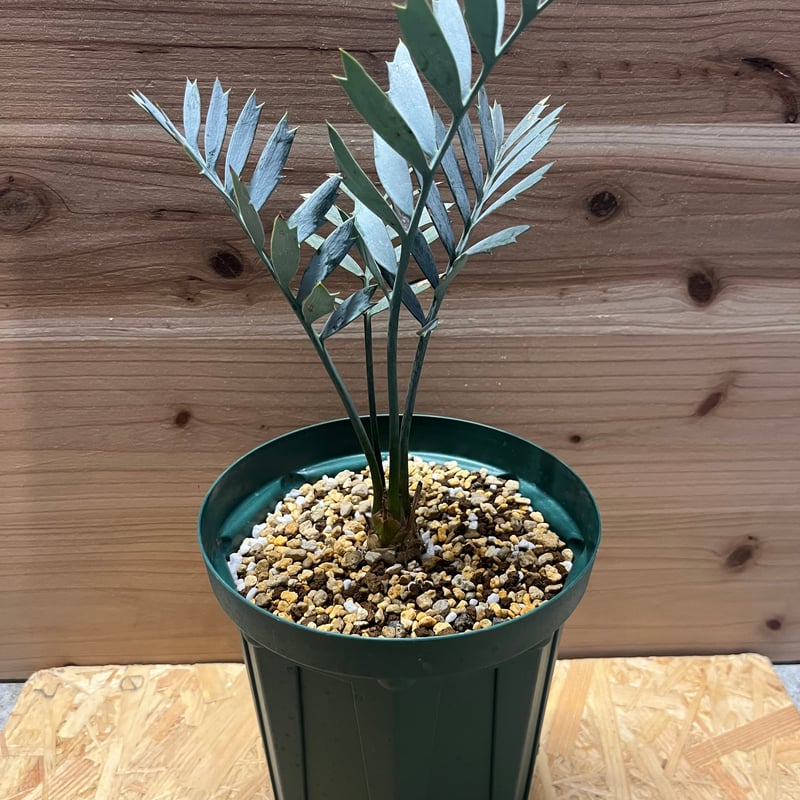 エンセファラルトス ホリダス | GREEN LUCK