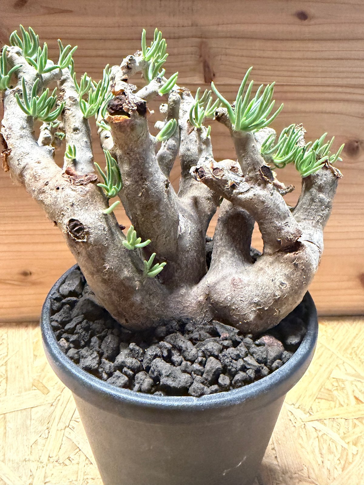 チレコドン ハリー | GREEN LUCK