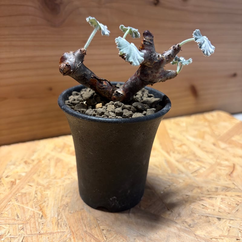 ペラルゴニウム ミラビレ | GREEN LUCK