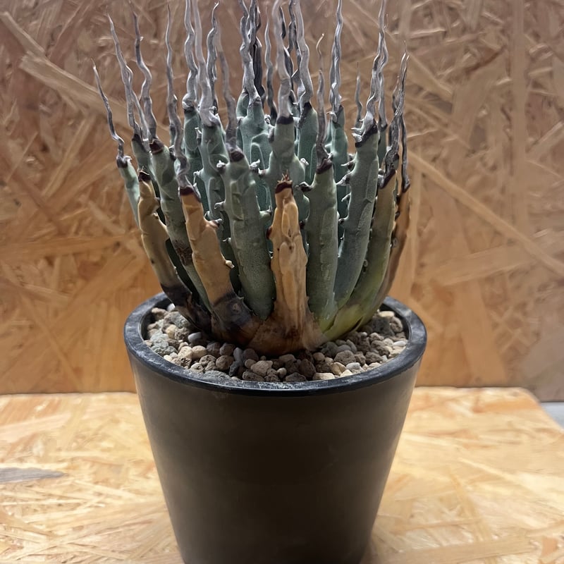 アガベ ユタエンシス エボリスピナ 陽炎 未発根 | GREEN LUCK