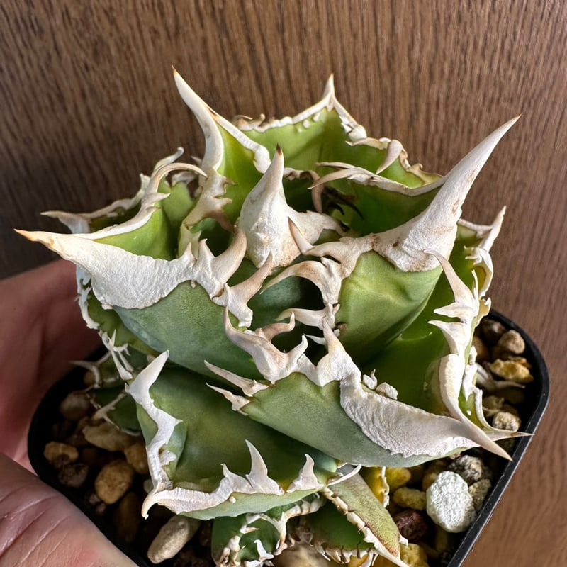 アガベ チタノタ 大白鯊 ホオジロザメ | GREEN LUCK