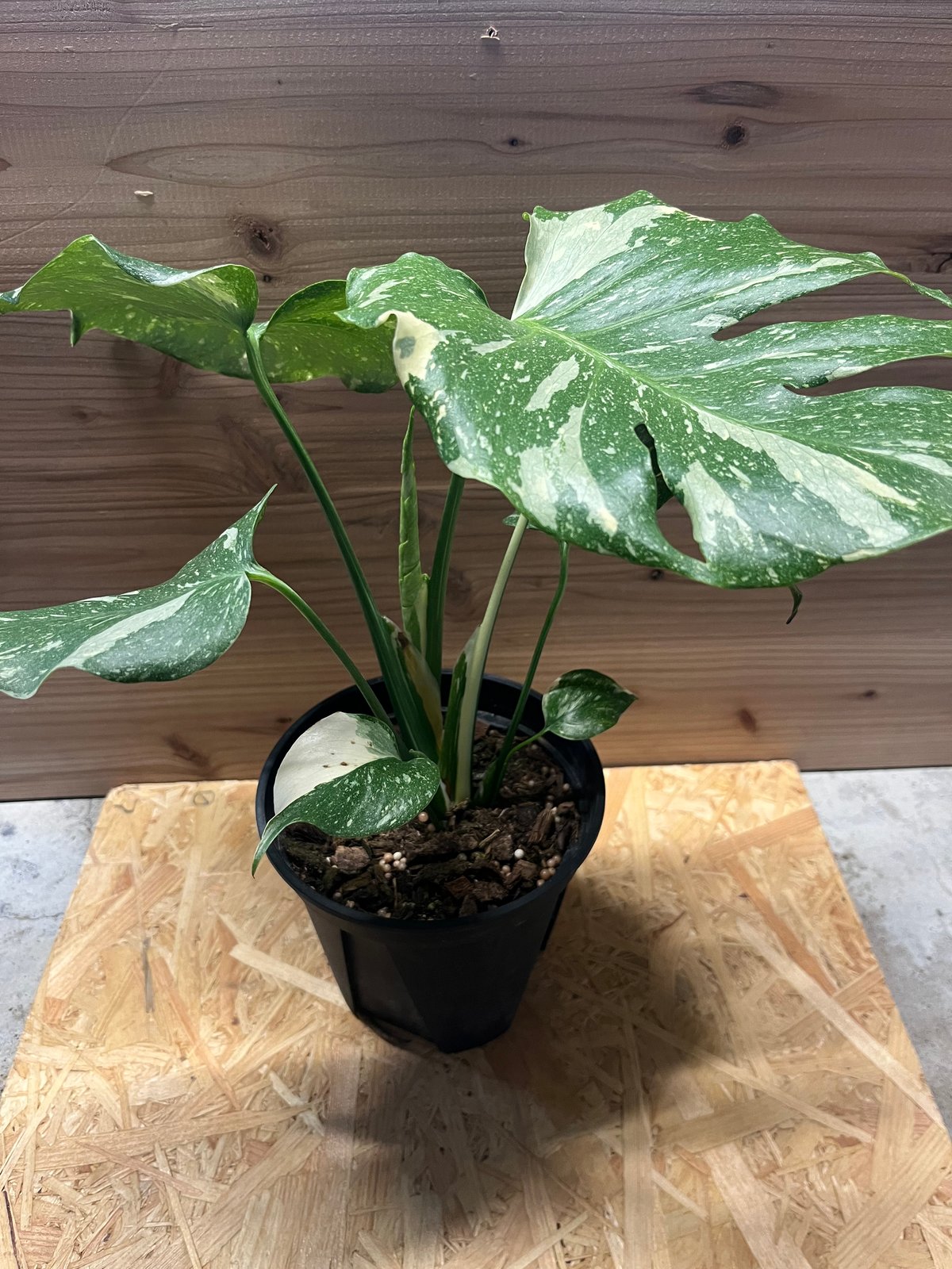 斑入りモンステラ イエローモンスター | GREEN LUCK