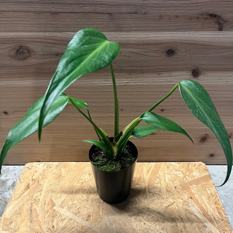 モンステラ バールマルクスフレーム | GREEN LUCK