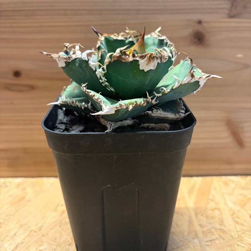 アガベ チタノタ '金剛 King Kong' | GREEN LUCK