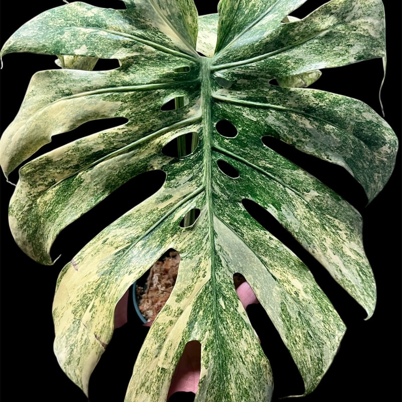 モンステラ デリシオーサ 'レガシー' | GREEN LUCK