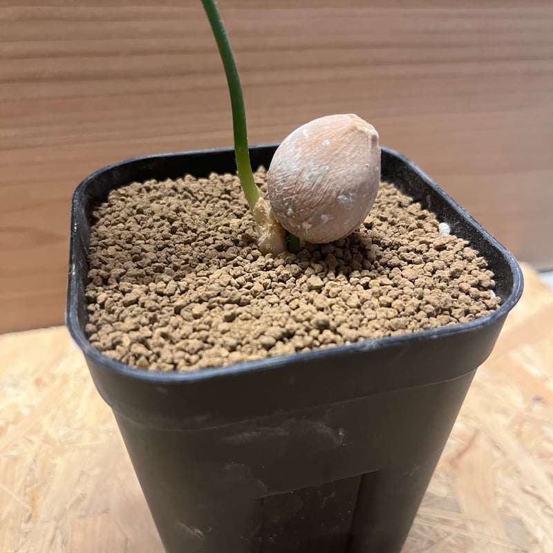 サイカス シアメンシス | GREEN LUCK