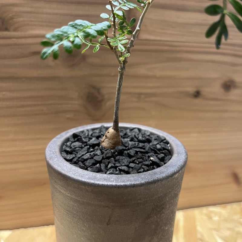 オペルクリカリア パキプス 実生×伝市鉢 | GREEN LUCK