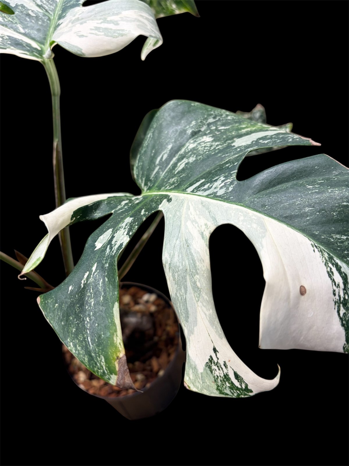 モンステラ 'ホワイトフェアリー' | GREEN LUCK