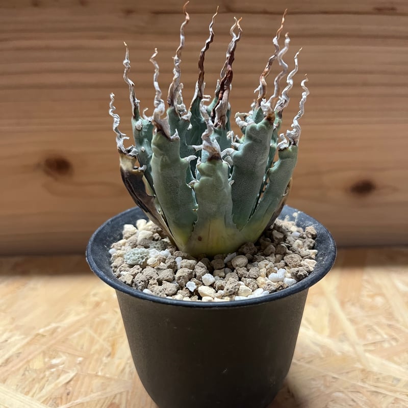 アガベ ユタエンシス エボリスピナ 陽炎 未発根 | GREEN LUCK