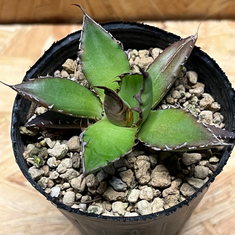 アガベ ホリダ 実生 | GREEN LUCK