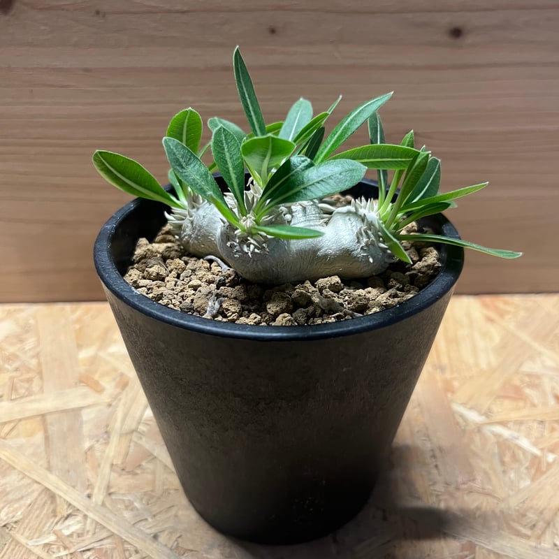 パキポディウム 恵比寿笑い | GREEN LUCK