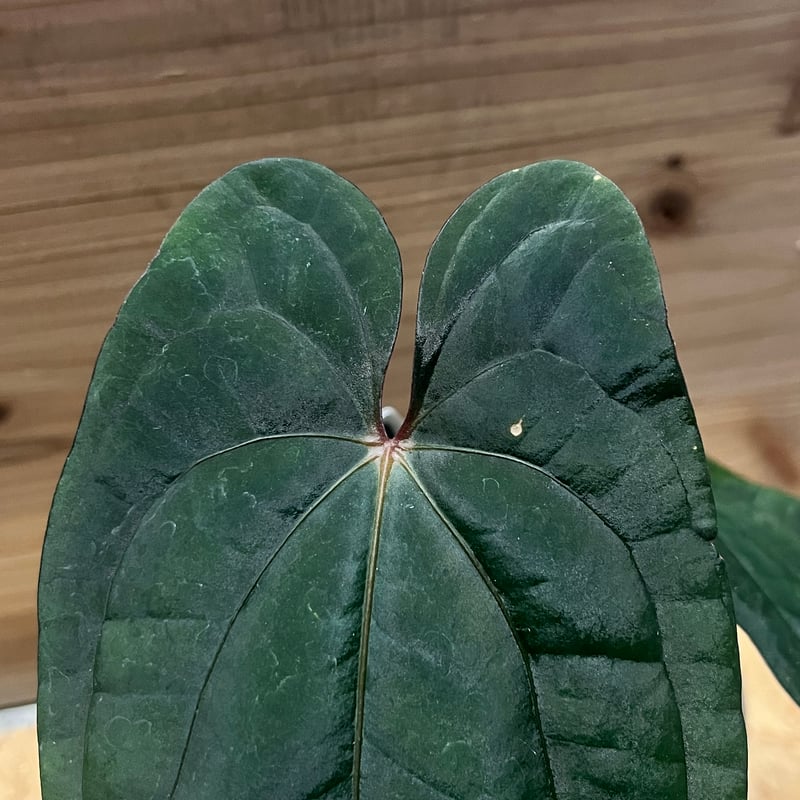 アンスリウム 'レッドベインダークフェニックス' OC | GREEN LUCK