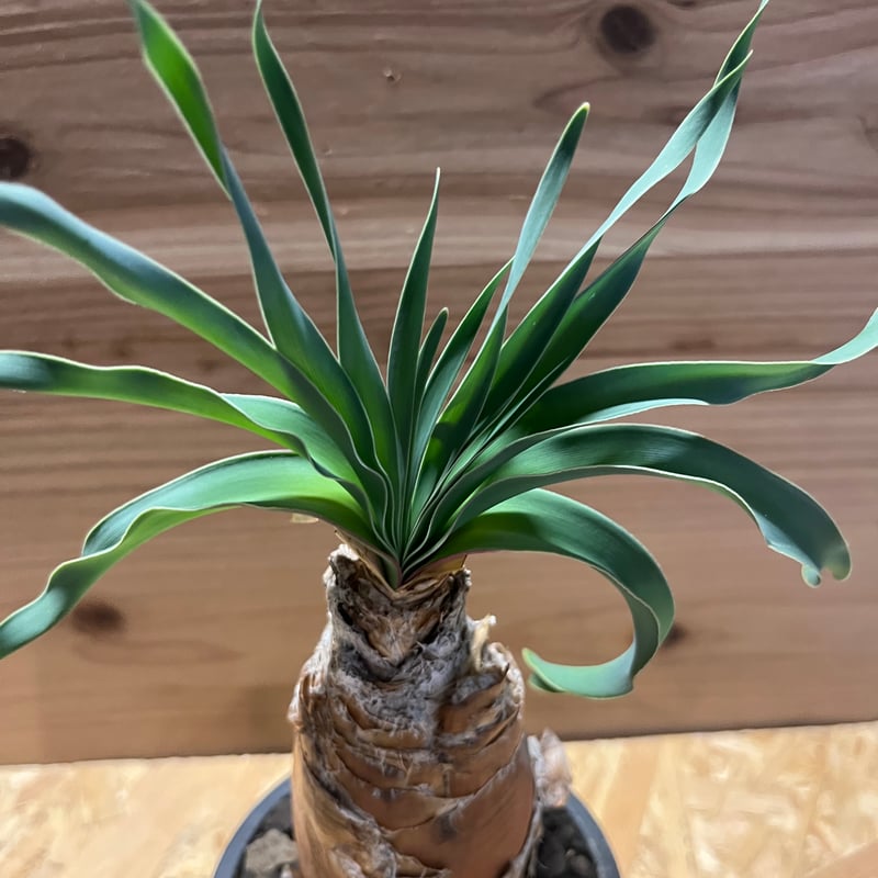 ブーファン ディスティチャ | GREEN LUCK