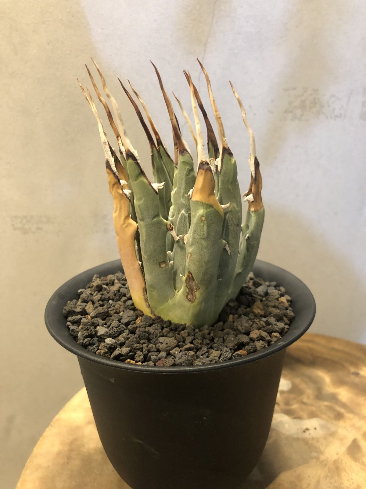 アガベ ユタエンシス エボリスピナ 陽炎 | GREEN LUCK