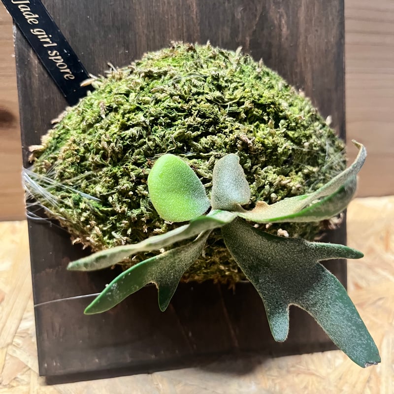 ビカクシダ ジェイドガール スポア | GREEN LUCK