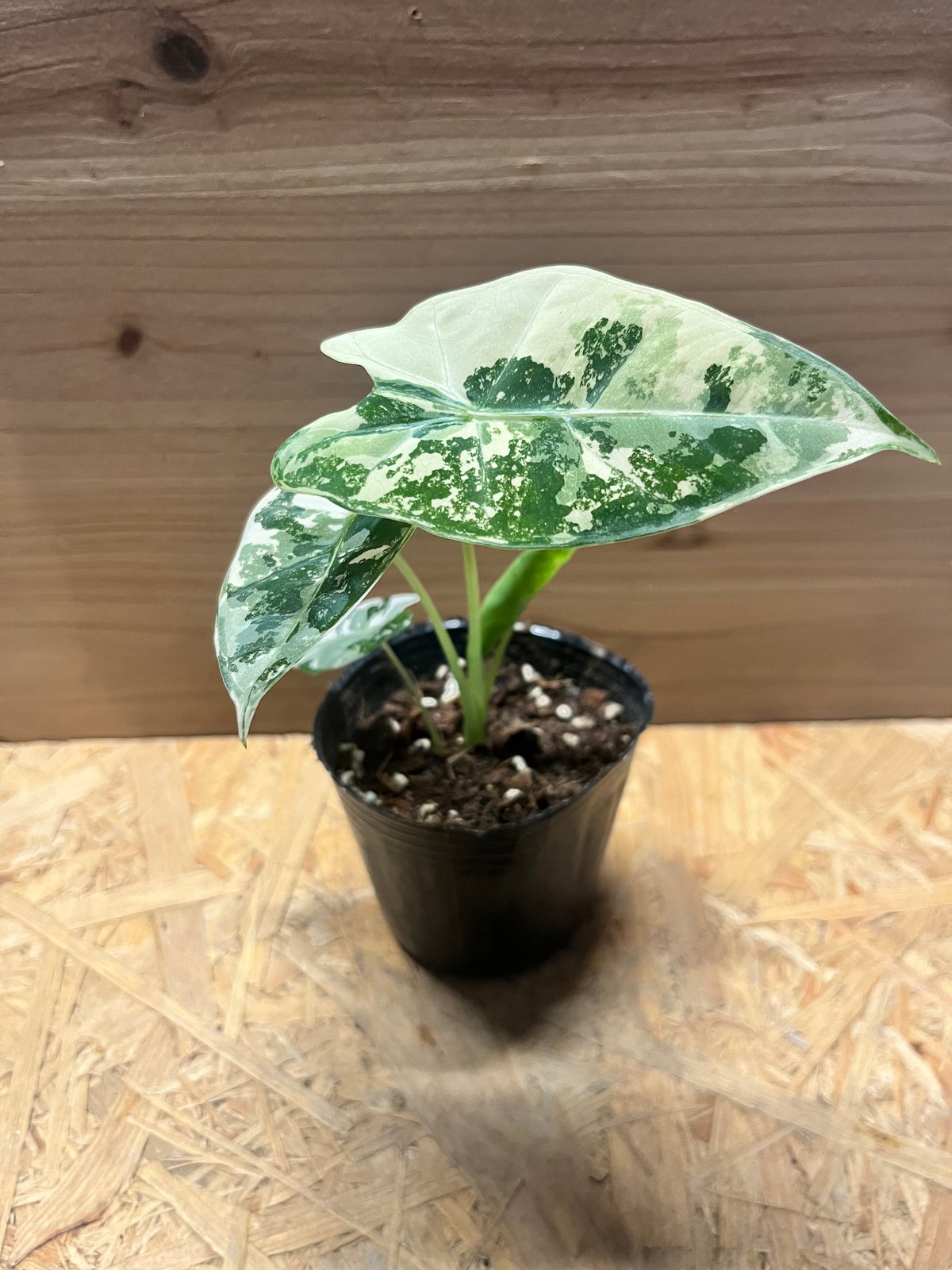 アロカシア グリーンベルット 斑入り | GREEN LUCK
