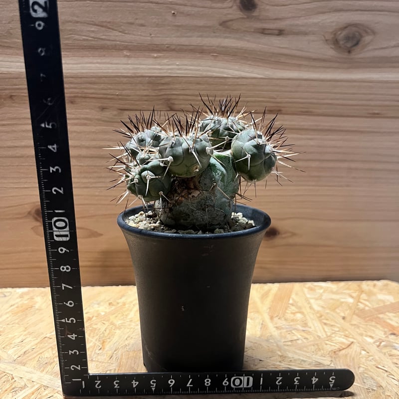 コピアポア シネレア 黒王丸 実生 | GREEN LUCK