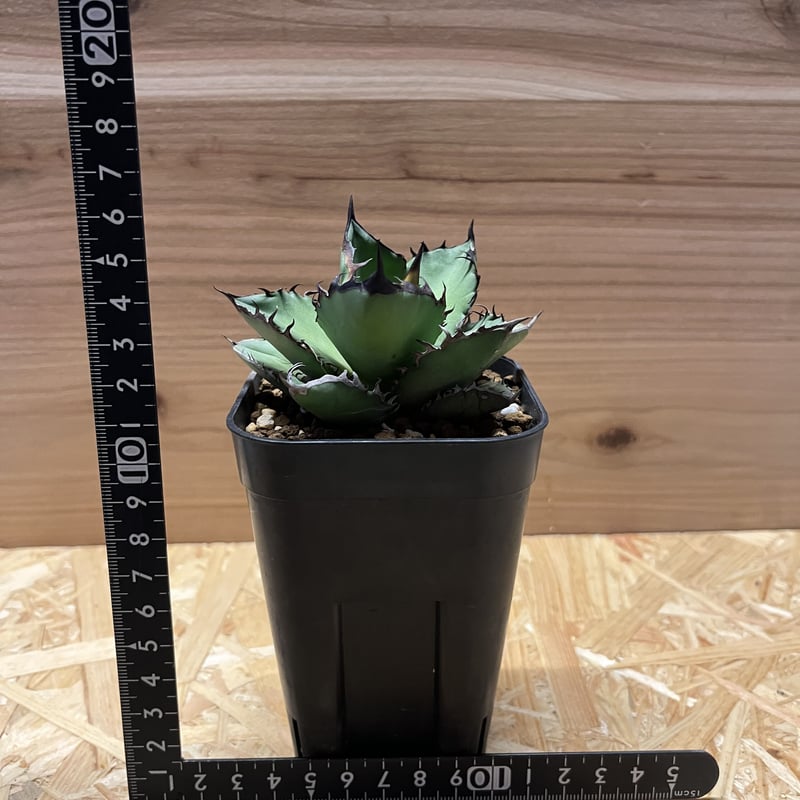 アガベ チタノタ ブラックファイヤー 黒炎 | GREEN LUCK