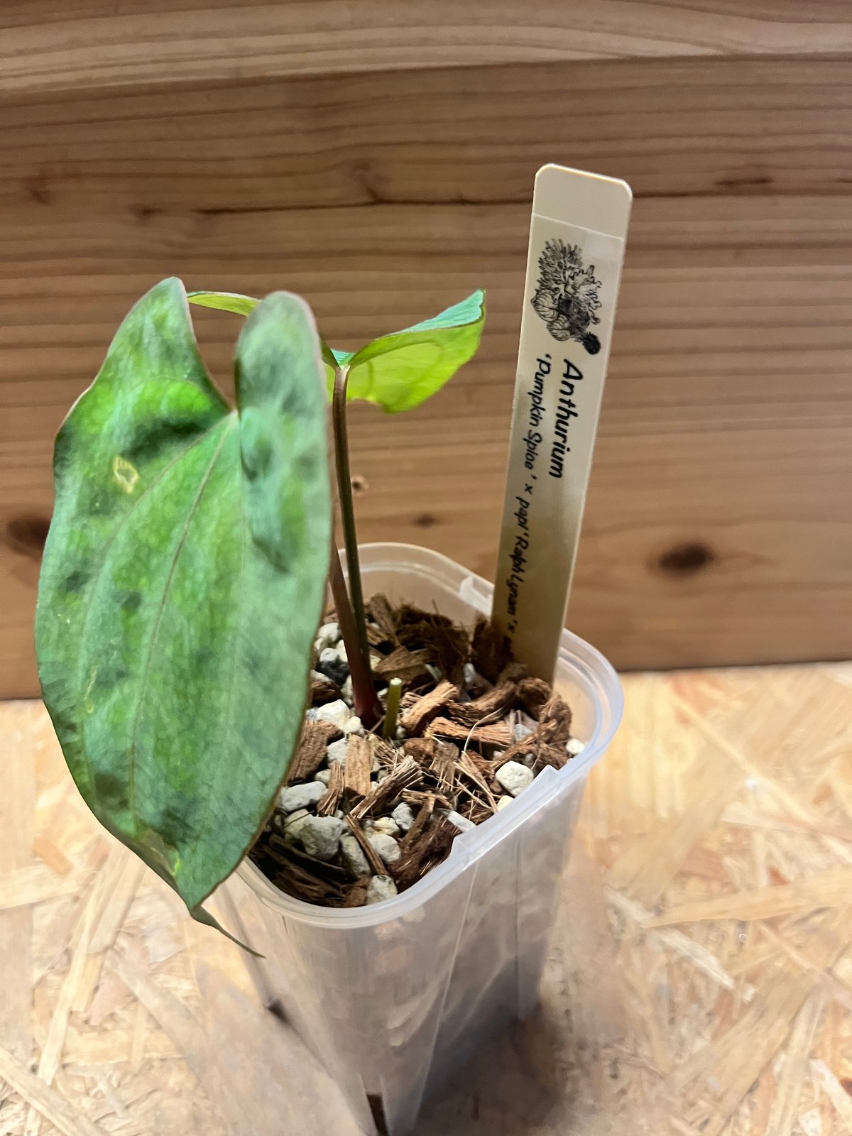 アンスリウム パンプキンスパイス×パピリラミナム ラルフライナム