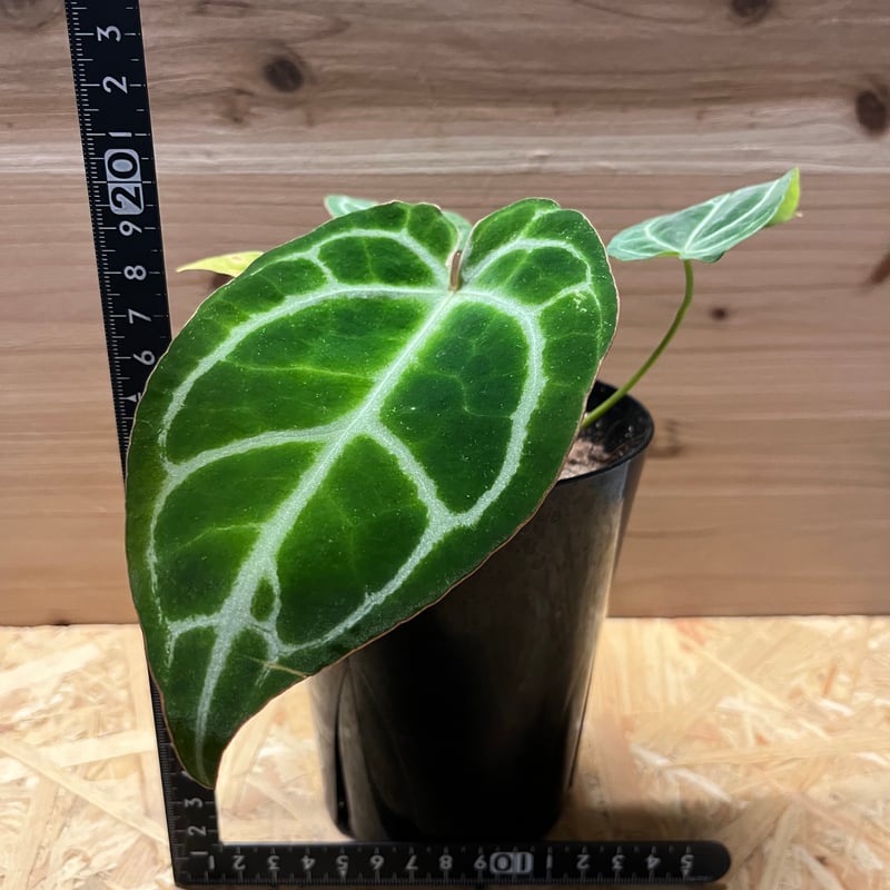 アンスリウム クリスタリナム | GREEN LUCK