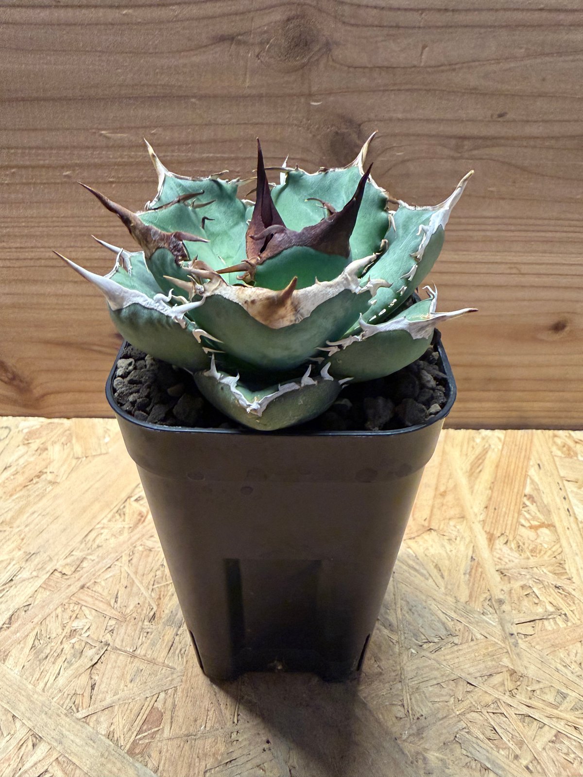 アガベ オテロイ オアハカ実生 | GREEN LUCK