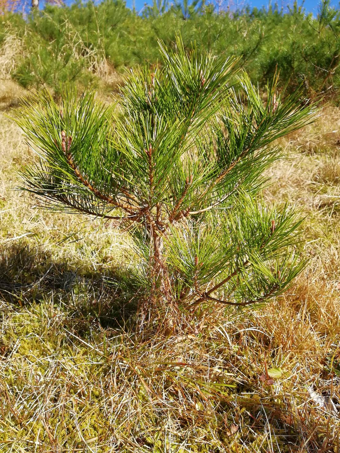 赤松 苗 50cm-60cm / (天然・無農薬)岩手県田野畑村産 松葉友の会