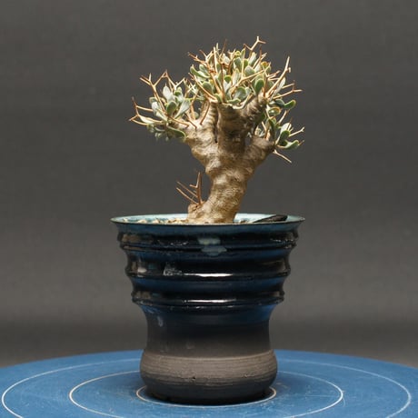 オトンナユーフォルビオイデス | STORES