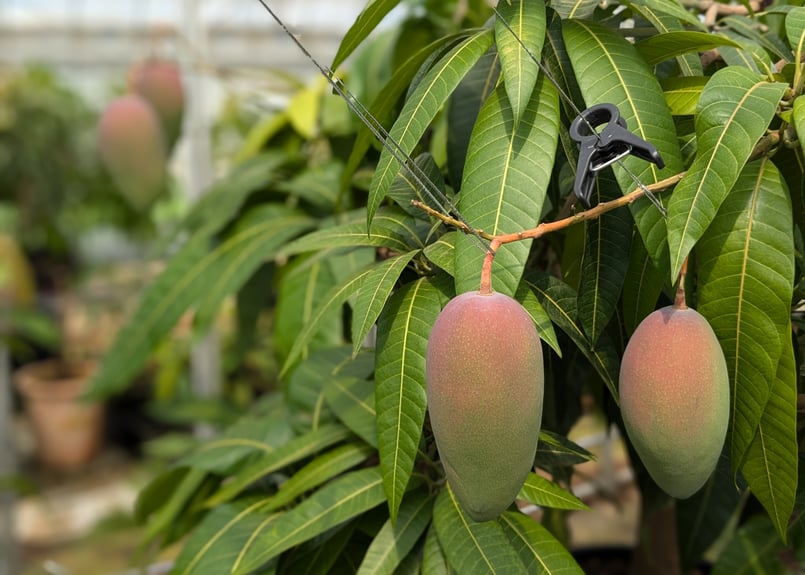 0.8～1kg 】 玉文 マンゴー（ギョクブン） 1～2玉（送料別