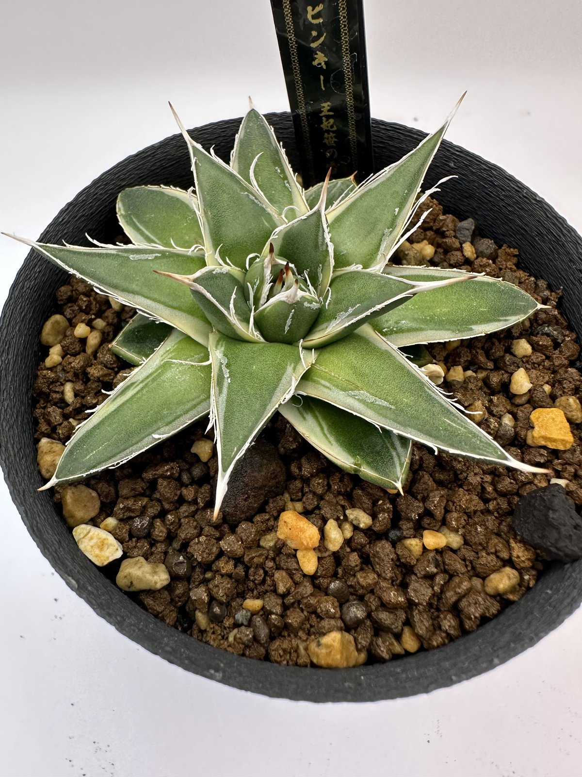 アガベ ピンキー 王妃笹の雪A型白覆輪 | O.K.BowL STORE